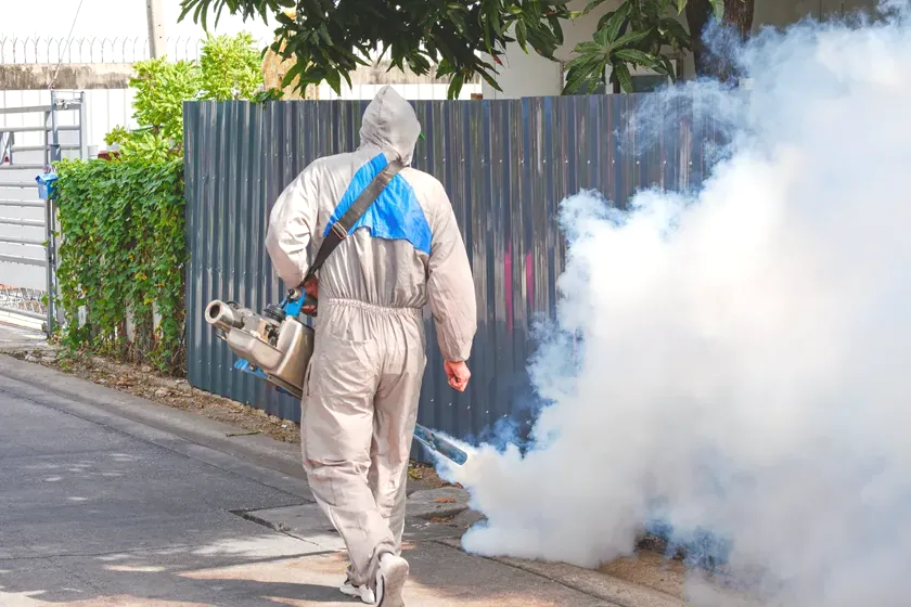 Mosquitos en casa todo el verano: cómo eliminarlos de verdad