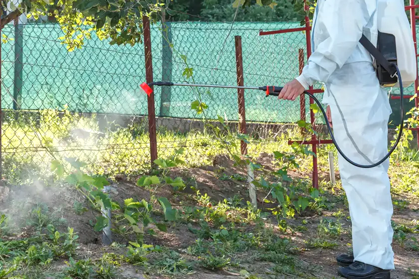 Tratamiento de la procesionaria en Rubí — EcoPest